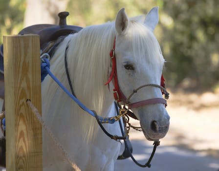 USA v roce 2023: Většina uprchlíků bude bílých Jihoafričanů