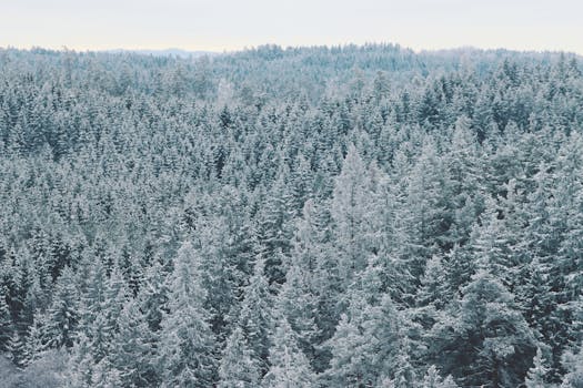 Jak si vybrat vánoční stromek v roce 2023 a nezruinovat se?