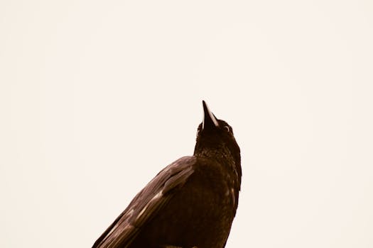 Brno: Ohňostroje schváleny, rozhodne studie o vlivu na ptáky