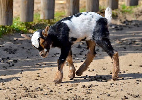 Babiš kritizuje: Chybějících 95 miliard v rozpočtu ČR!