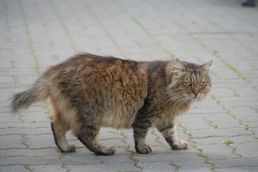 Vánoce v Polsku: Pohotovost kvůli hrozbám z Běloruska a Ruska