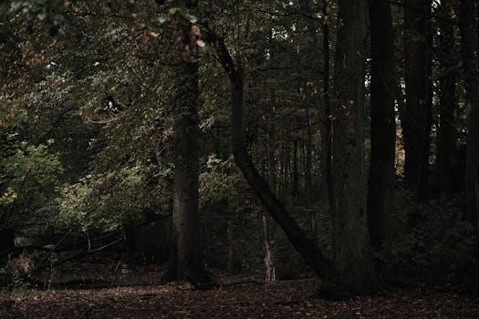 Tajný výběr nástupce Chameneího: Co to znamená pro Írán?